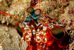 Standard red Peacock Mantis from Kawe Island Raja Ampat. by Dr Bob Whorton 